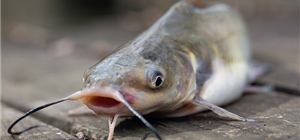 Catfish Farming a great alternative to Tilapia Farming