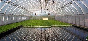 Release of the CIAC Aquaculture and Aquaponics System South Africa