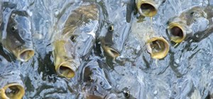 Aquaculture News - Latest Water Quality Monitoring Unit (WQMU)  