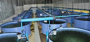 Aquaculture Innovations - Adopting a sustainable approach to fish farming