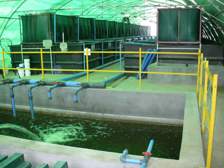 Commercial Aquaponics