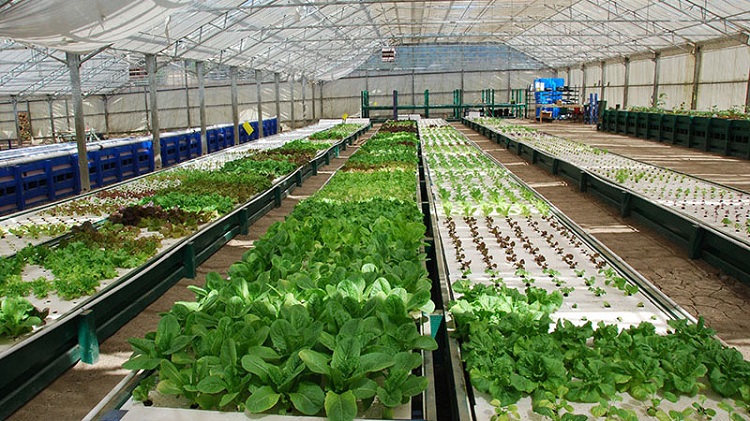 Aquaculture South Africa 