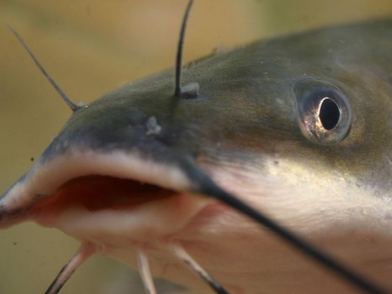 Cat fish farming vs tilapia farming - aquaculture